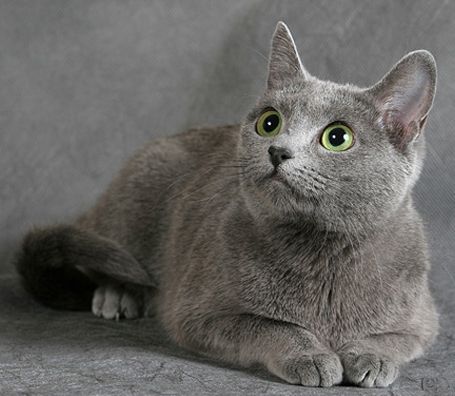 orosz kék macska eladó szeged se